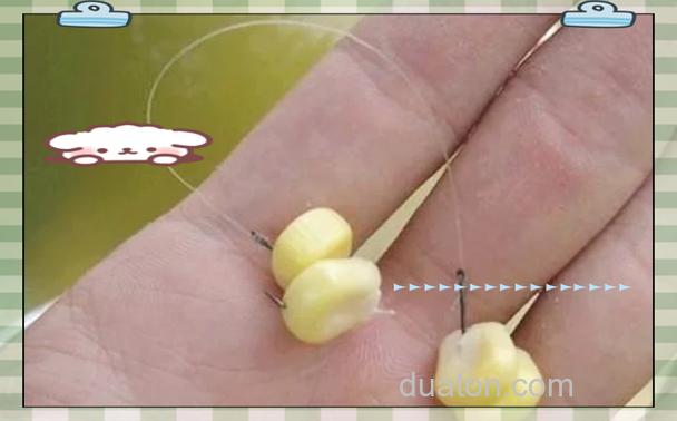 手线玉米钓草鱼方法？