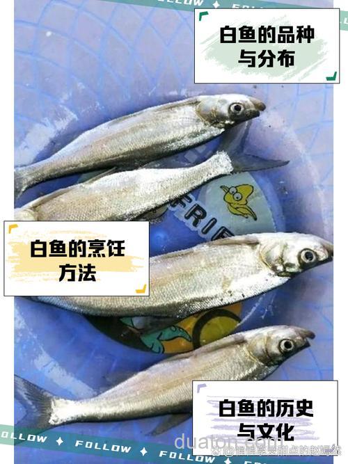 白鱼喜欢吃玉米吗?