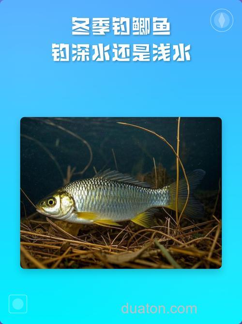 冬天夜钓鲫鱼钓深水还是浅水