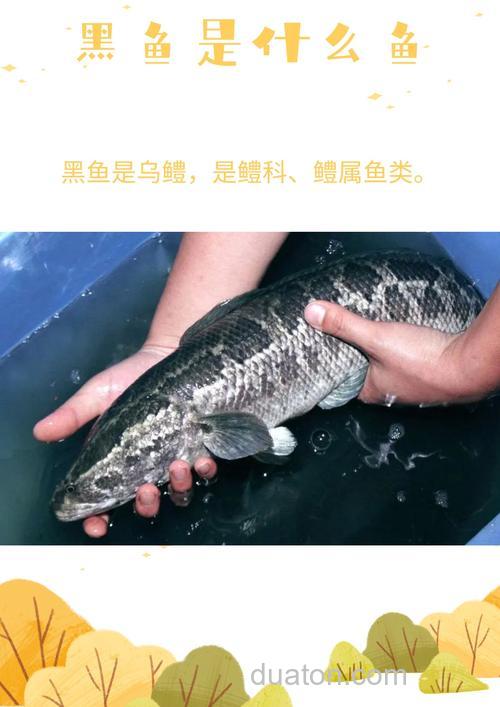 第五元素,黑坑鲤哪里有?