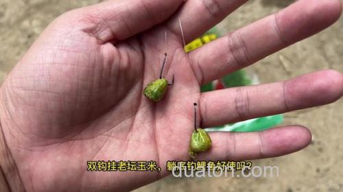鲜玉米钓鲤鱼怎么样，用什么打窝