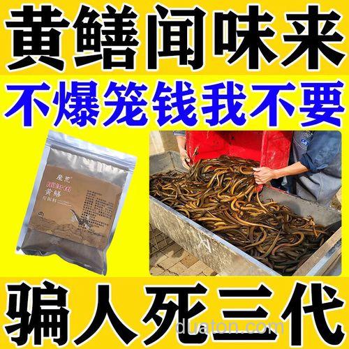 抓黄鳝用什么做饵最好?
