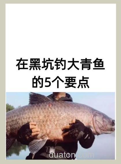 野钓青鱼经验总结你还不如学学嘛？