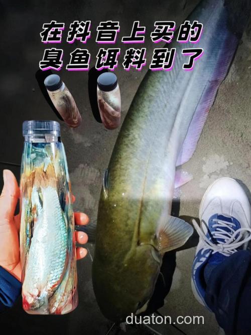 酒糟钓鲇鱼,臭水沟里的鱼喜欢吃什么鱼饵?