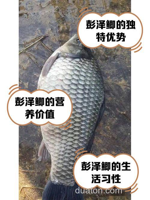 钓鱼界专钓鲫鱼的大师有哪些?