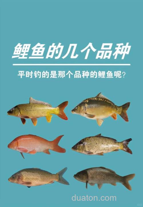 野钓鲤鱼加麝香好还是果香好?
