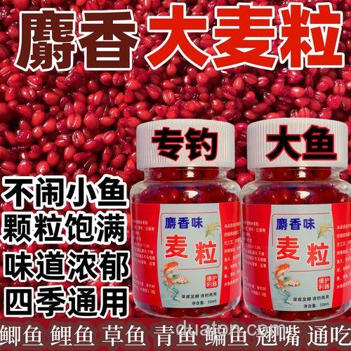 麝香麦粒野钓效果怎么样?