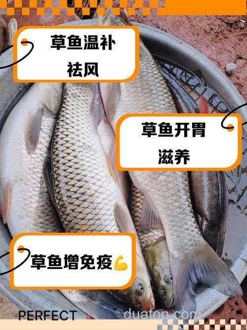 草鱼吃谷壳吗?
