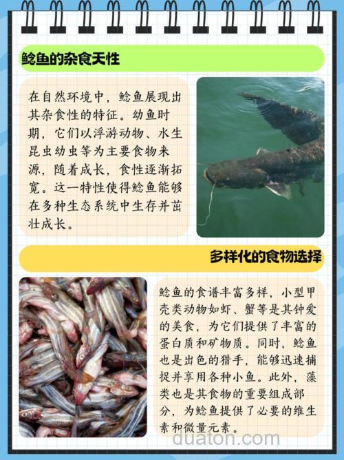 小麦钓鲇鱼,鲇鱼喜欢吃什么？
