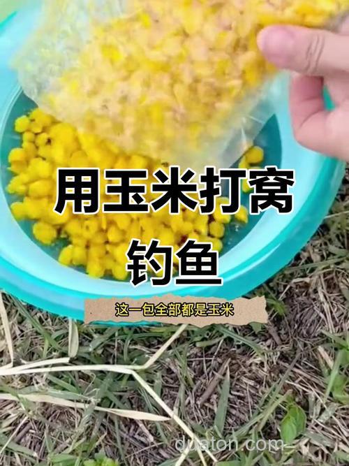 玉米野钓鲤鱼什么打窝?