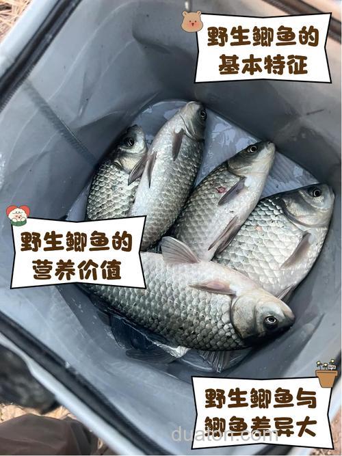 鲫鱼养殖前景怎么样?池塘能否高密度养殖?