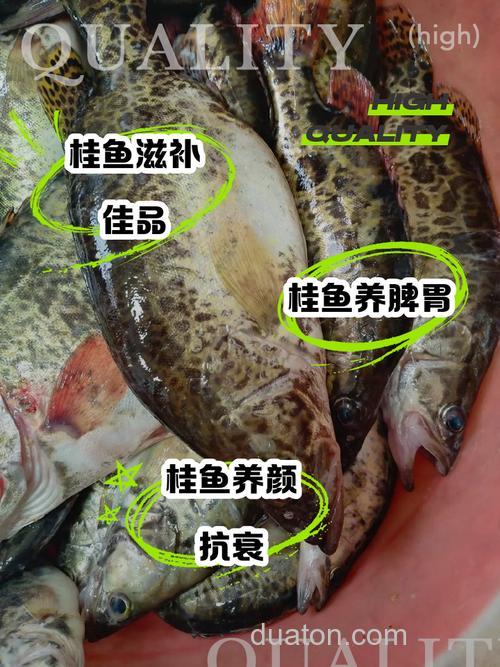 桂花香味对鲫鱼鲤鱼有诱食作用吗?