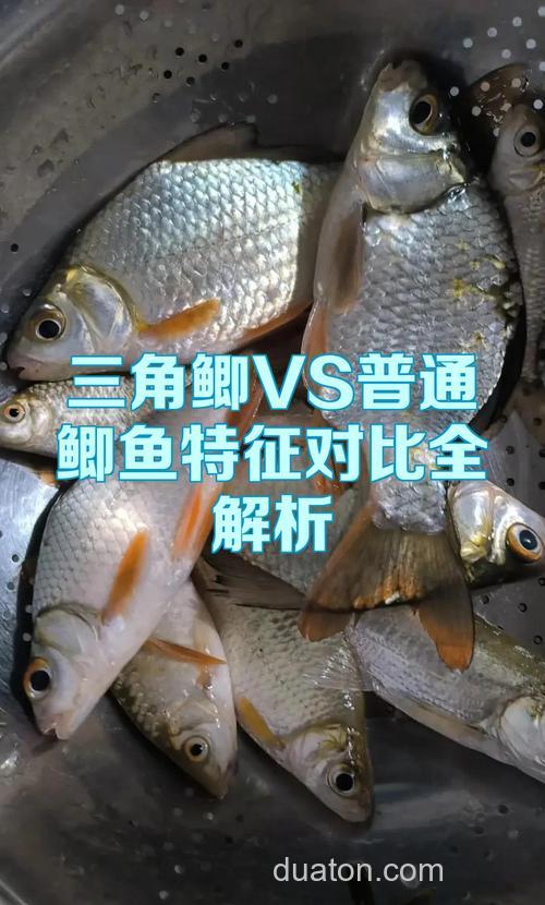三角鲫和鲫鱼的区别?