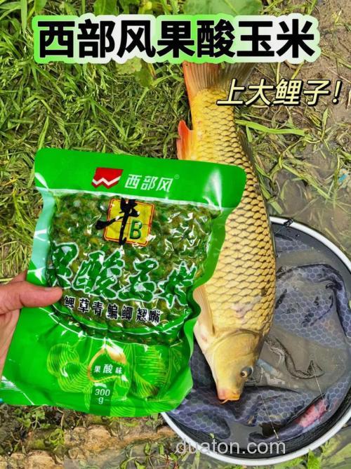 老玉米加一物清明节前后钓草鱼,专攻大草鱼