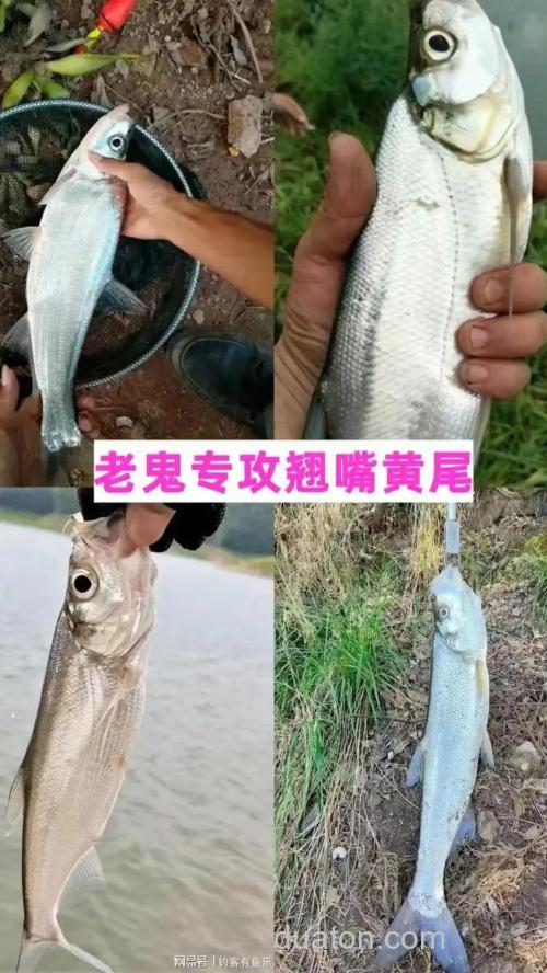 老鬼草鱼饵和玉米粒拌一起可以钓翘嘴吗?