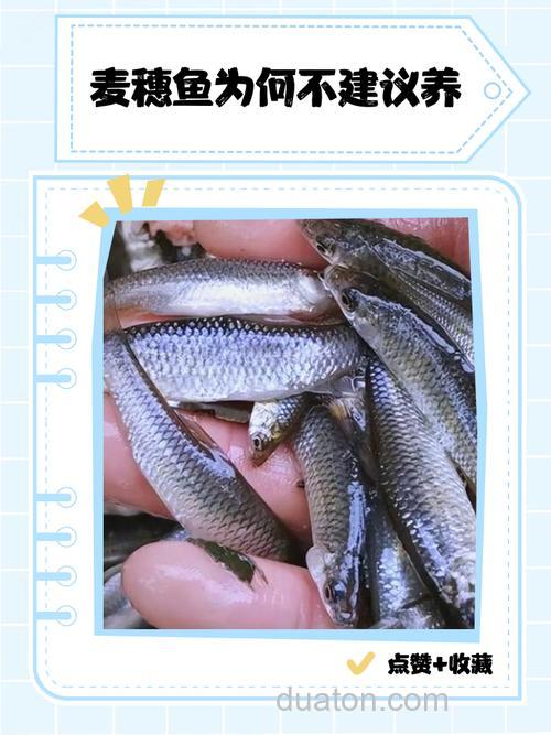 麦穗鱼可以喂锦鲤鱼吗？