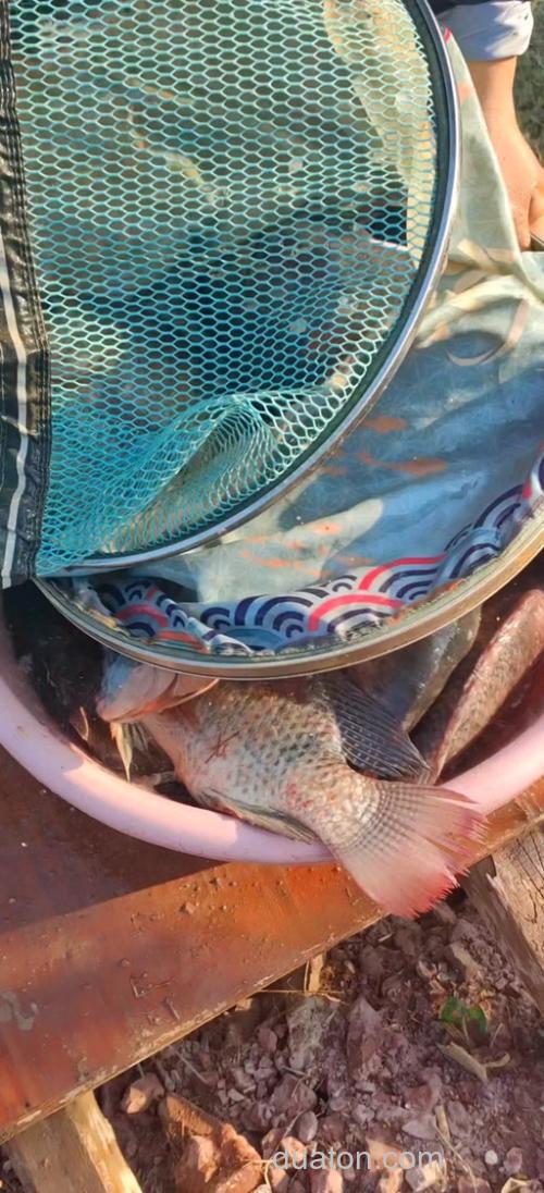 钓鱼用什么肉类最好?