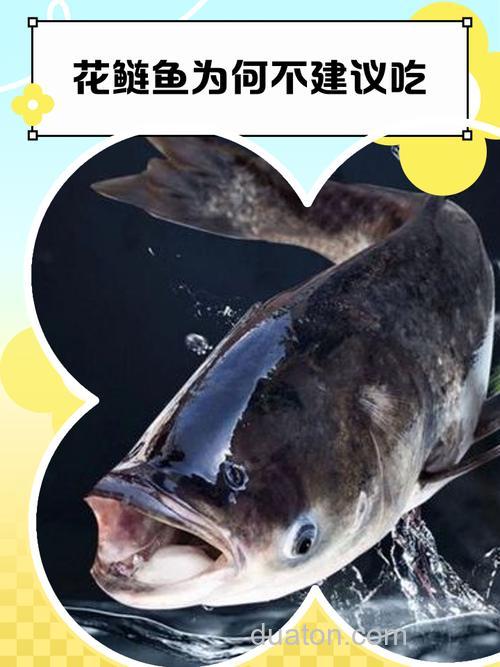 花鲢的养鱼过程脏吗？