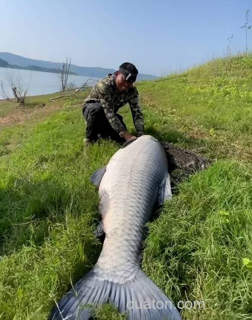 关于垂钓大青鱼的一些经验