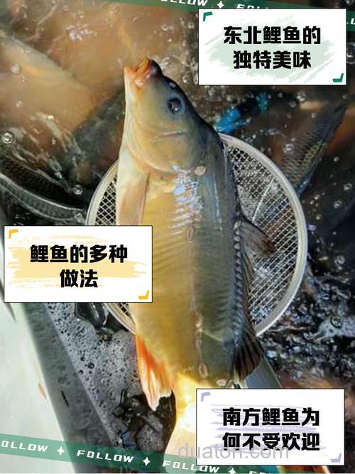 鲤鱼算海鲜吗