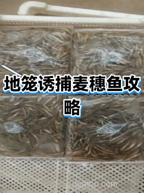 诱捕麦穗鱼的饵料?