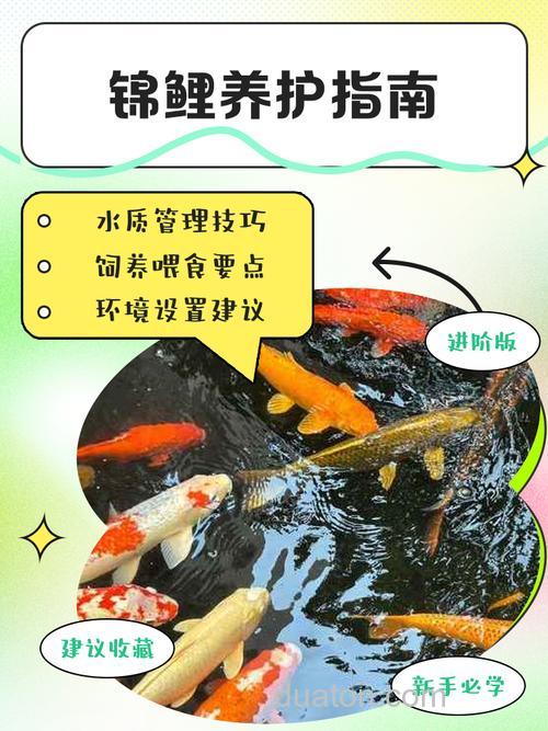 怎么养小鲤鱼