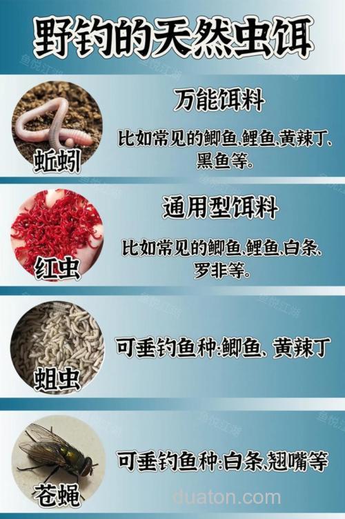 钓鲤鱼用哪种虫饵最好？