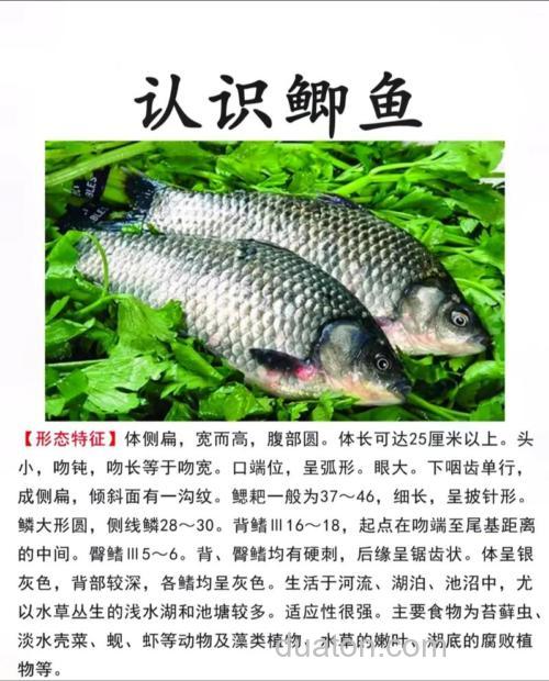 冯骥才鲫鱼说赏析?