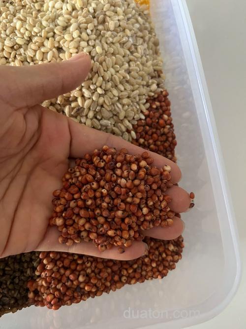 鱼直接喂高粱米可以吗？
