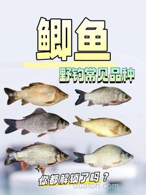 春季钓鲫鱼时最常见的三个问题