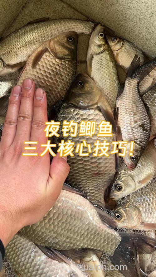 夜钓鲫鱼技巧