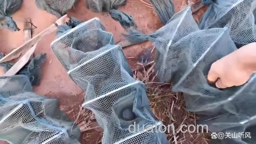 晚上用黄鳝笼捕黄鳝用什么诱饵最好?