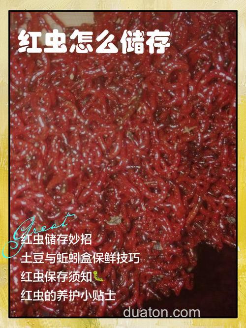 如何增加红虫沾粉的粘度