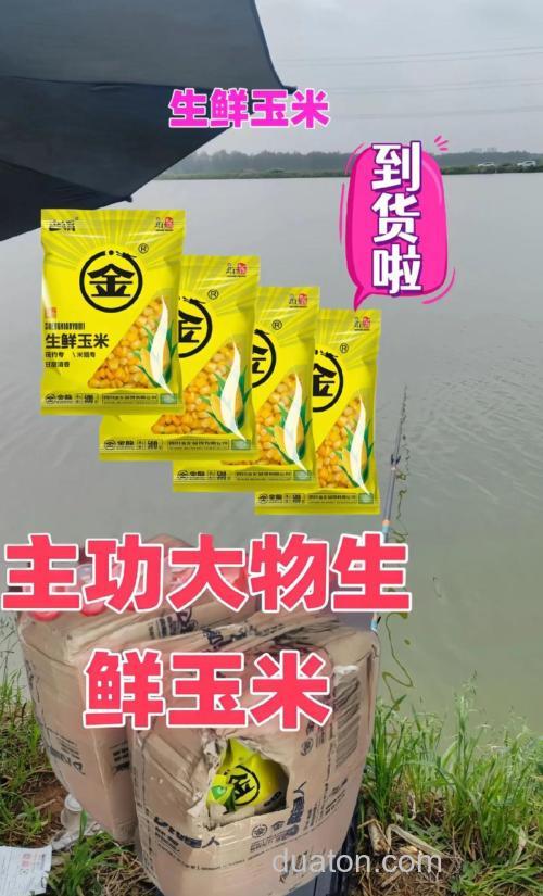 钓鱼玉米商品饵和鲜玉米哪个好?