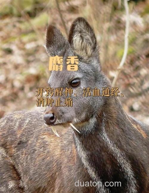麝香王怎么用?