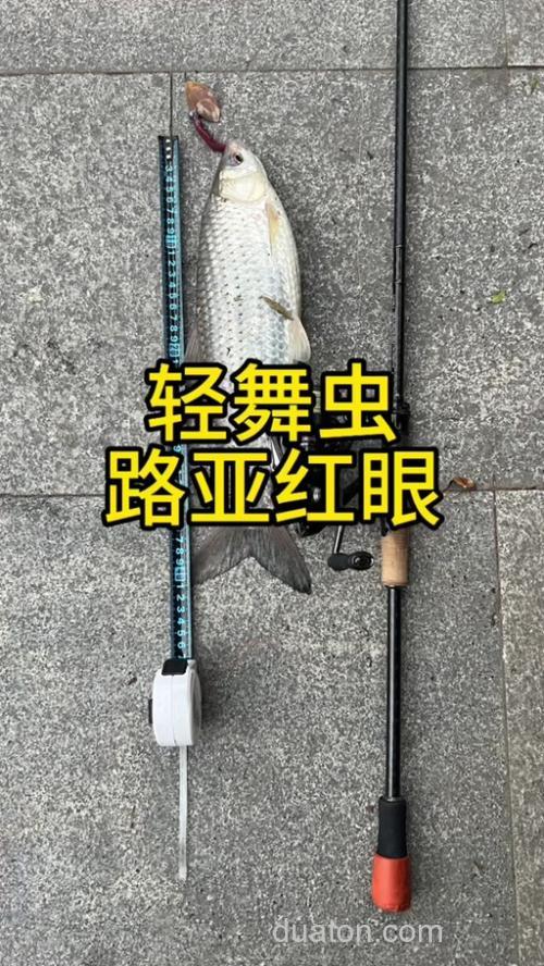 用什么昆虫钓鲤鱼?