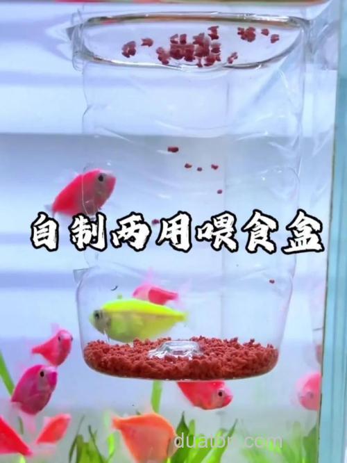 如何制作金鱼的诱饵