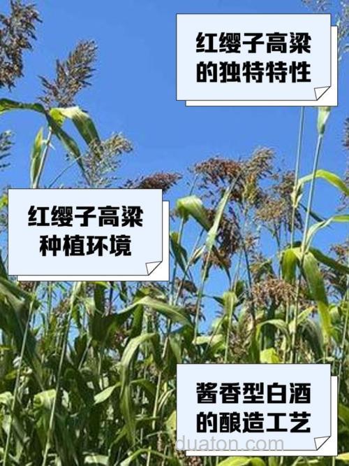 哪种高粱钓鱼最好?