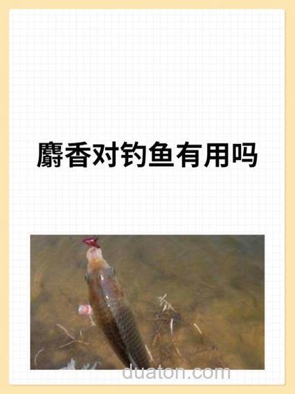 什么鱼喜欢麝香的味道,能钓鲤鱼和鲫鱼用吗