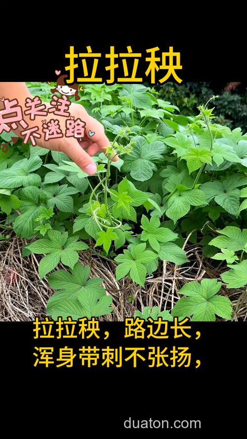 拉拉秧可以喂草鱼吗?