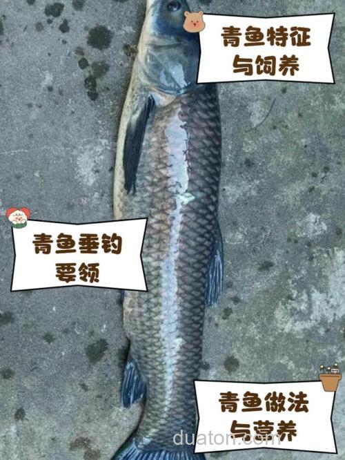 春季作钓青鱼的小知识