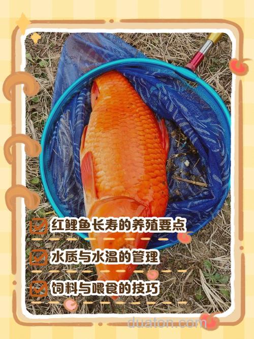红鲤鱼的饲养