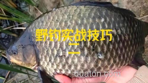 自制酒米加强版,诱鱼留窝更持久