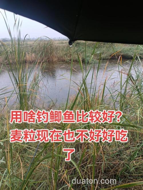 冬季用麦粒钓鲫鱼行吗？
