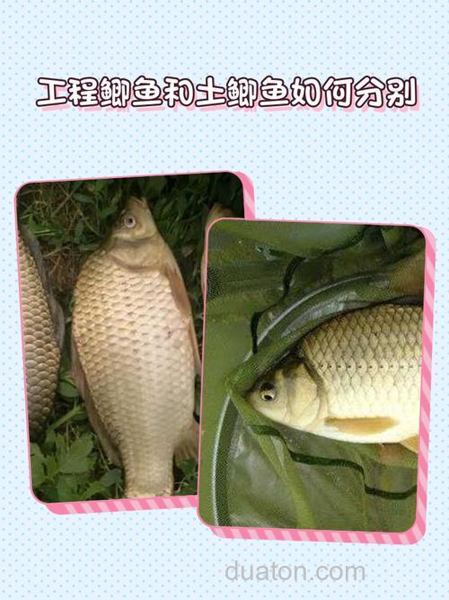 钓鱼人分享野钓与塘钓鲫鱼实际区别(下)