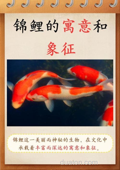 鲤鱼代表什么寓意