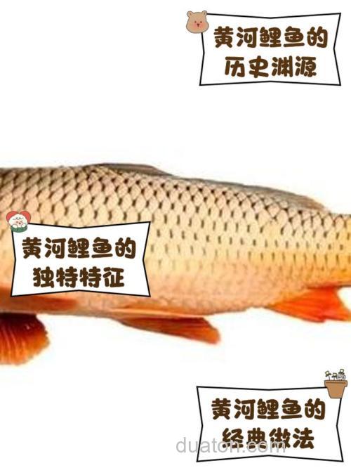 那里有好的黄河鲤鱼·