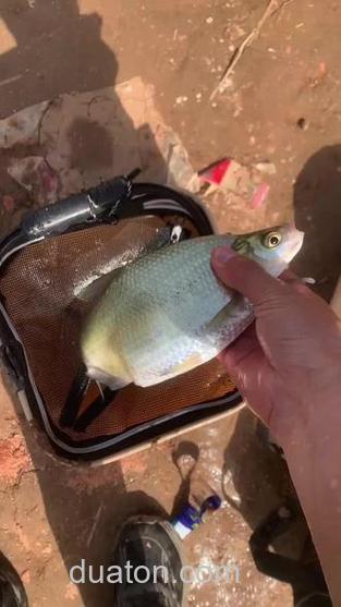 小浪底钓鲳鱼用啥饵料?
