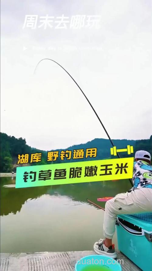 如何用玉米钓草鱼?看高手分享垂钓方法和技巧