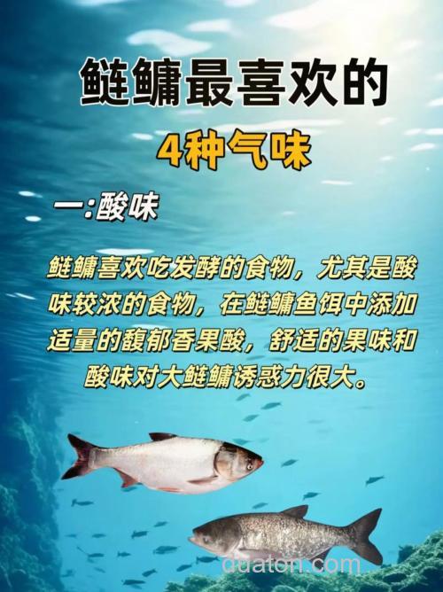鲢鳙喜欢哪六种口味？